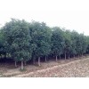 求購：9公分桂花