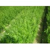 求購：1米以上水臘