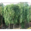 求購10公分垂槐150棵