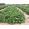 求購：油松苗，30萬棵