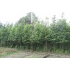 求購：米徑17公分水杉