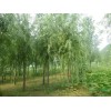 求購：10公分垂柳