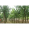 求購：10公分白蠟