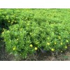 求購：40公分木春菊