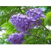 求購(gòu)：20公分藍(lán)花楹