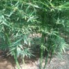 求購：高3米紫竹