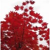 求購：五角楓、櫻花、紫薇