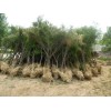 求購：香樟、楓香、榔榆、白蠟、檉柳、楓楊等大量綠化苗