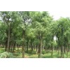 求購：胸徑1.7-1.8米香樟樹