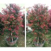 求購：高1.5米三角梅