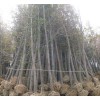 求購：米徑3公分冬櫻花