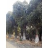 求購三米切桿二至三年的欒樹、