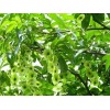 求購：高50公分青錢柳
