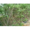 求購：3-5公分粉花山扁豆