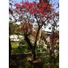 求購：高35公分紅花三角梅