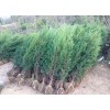 求購刺柏高50公分
