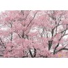 求購：6公分云南櫻花、日本晚櫻