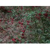 求購：常年現金收購紅柳枝條、紅荊枝條。