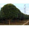 求購桂花50桿，7公分，冠2米