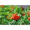 求購花楸8公分二十八棵