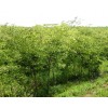求購5公分櫸樹