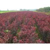 繼續求購4公斤以上的處理紅葉李