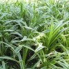 求購：金邊麥冬（支口苗）5000棵