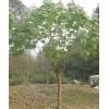 求購胸徑10公分木芙蓉63棵