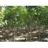 求購保定地區8－10公分以上羅根頂桿一級北欒