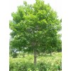 求購山槐10-12的50棵