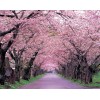 當(dāng)年櫻花