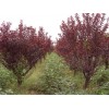 求購13公分紅葉碧桃 要截頭發帽一年冠幅的
