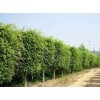 求購垂葉榕300棵