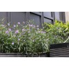 大量求購粉花翠蘆莉5斤袋