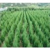 求購1.2米，50定植大冠