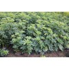 渝急求購：下午裝鴨腳木地苗30公分以上