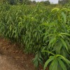 求購兩公分以上的桃樹袋苗和紫微花苗