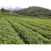 米徑2-3公分楓香杯苗