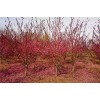 求購：菊花桃