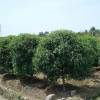 求購袋苗桂花8公分年桂400棵，