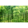 求購山竹子和寧條