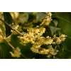 求購叢生桂花冠幅2.2米1500棵