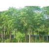 求購樸樹米徑26公分4棵