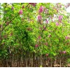 求購，米徑10公分香花槐