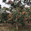 求購5公分的山楂樹