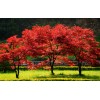 求購6--12公分紅楓