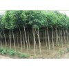 求購；大葉白蠟20公分88棵，30公分1棵，36公分3棵