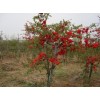 求購(gòu)紅寶石海棠7公分2000顆