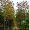求購十公分香花槐