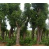 求購：胸徑40公分以上的香樟